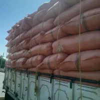 کاه گندم امسال