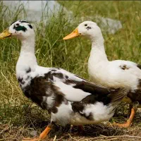 اردک ماده تخم گذار معاوظه بامرغ رسمی