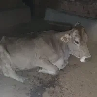 گاو ماده