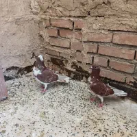 کفتر کبوتر پرشی