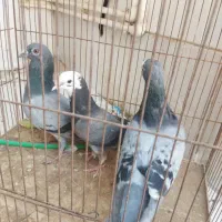 کفتر زاجر