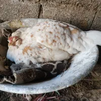 مرغ کرک
