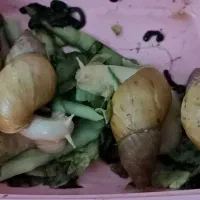 حلزون|خزنده|شیراز, شهرک بهشتی|دیوار