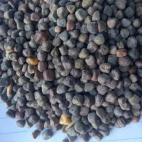 گرگرو تمیزتمیزودرشت(عین طلا)کیلوی ۱۱۰هزار