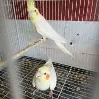 جفت عروس هلندی