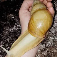 فروش حلزون غول‌پیکر و خاویارساز