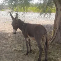 کره خر،فروشی