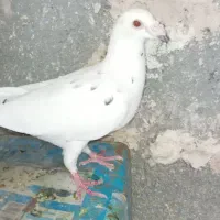 سار نر آلمانی پلاکی