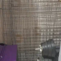 پارک سگ،پت