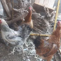 مرغ ۳تا معامله با کفتر
