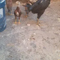 جوجه لاری
