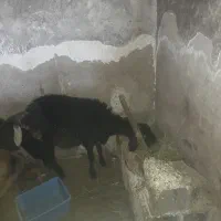 گوسفند نر