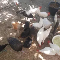 نیمچه خروس سفید