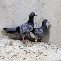 کبوتر نروماه بشرط تخم جوجه
