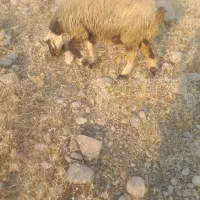 12عددمیش|حیوانات مزرعه|دوگنبدان, |دیوار
