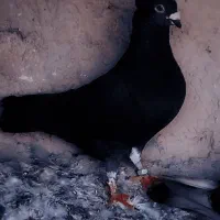 کفتر زاغ کاکلی نر