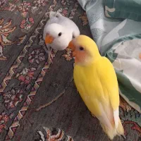 دو عدد طوطی برزیلی