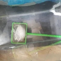 آکواریوم ۵۰*۲۰*۳۰ به همراه پمپ تصفیه و بخادی