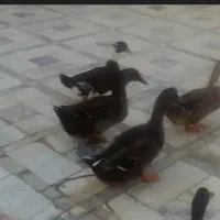 اردک بالغ