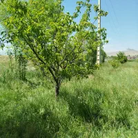 باغ چسبیده به کمربندی