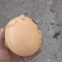 تخم شترمرغ