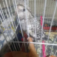 گمشده