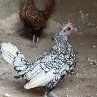 مرغ سبرایت سیلور