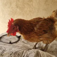 مرغ خانگی تخم گذار.کاملا اهلی