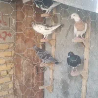 کبوتر