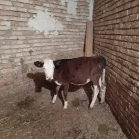 ۲ تاگوساله