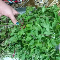 نعنا محلی