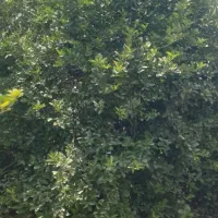 فروش ثمرباغ لیمو