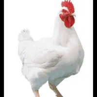 کارگر مرغداری گوشتی