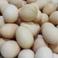 فروش تخم مرغ خوراکی و نطفه دار