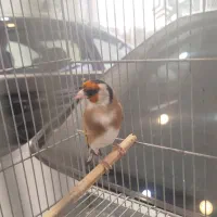 سهره دورگ سرسیاه