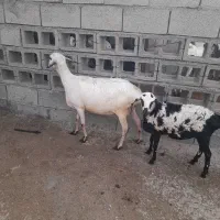 بره صومال