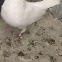 2تا نر