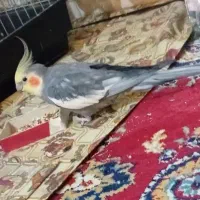 عروس هلندی جفت