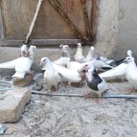 12عددجوجه کبوتر  سالم و دون خور شده