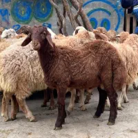 فروش گوسفند زنده
