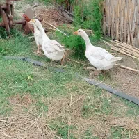یک جفت غاز بالغ به همراه جوجه غاز دوماهه جمعا