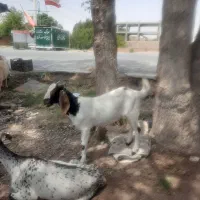 چهارتا کره نره