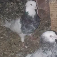 پرنده