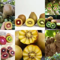 نهال کیوی الو ازگیل گردو توت‌فرنگی بلوبری