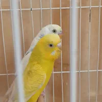 فروش مرغ عشق مولد