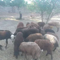 بره