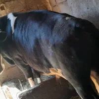 گاو نر