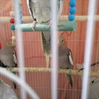 فروش عروس هلنده