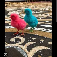 جوجه رنگی