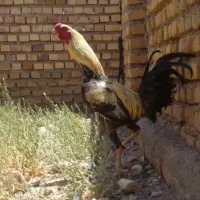 خروس لاری نژاد دار